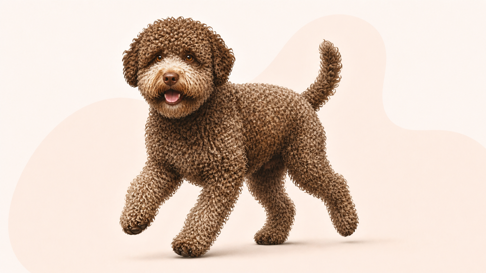 Lagotto romagnolo
